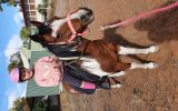 Lilly~ Pinto Mare on HorseYard.com.au (thumbnail)