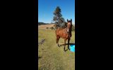 Thoroughbred gelding for sale on HorseYard.com.au (thumbnail)