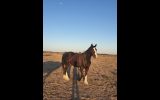 Eva Clydesdale x Quarter Horse  on HorseYard.com.au (thumbnail)
