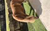 Miniature Horse - Mare on HorseYard.com.au (thumbnail)