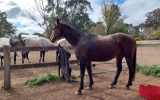 Stormy stockhorse mare on HorseYard.com.au (thumbnail)