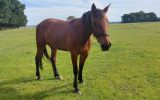 Standardbred Mare on HorseYard.com.au (thumbnail)