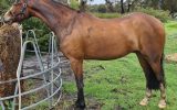 Royal Quality Large Hunter Pony on HorseYard.com.au (thumbnail)