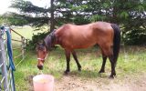 Bay Gelding on HorseYard.com.au (thumbnail)