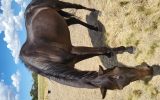 WINTER TB Mare on HorseYard.com.au (thumbnail)