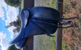 Older Anky professional dressage on HorseYard.com.au (thumbnail)