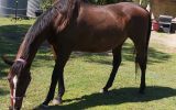 TB Mare on HorseYard.com.au (thumbnail)