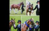 Wayouts Dreams 'R' Dun on HorseYard.com.au (thumbnail)