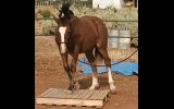 Clydesdale x Thoroughbred Filly on HorseYard.com.au (thumbnail)