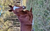 Loki Stock x TB on HorseYard.com.au (thumbnail)
