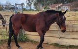 Standardbred gelding on HorseYard.com.au (thumbnail)