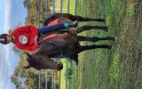 Stb mare  on HorseYard.com.au (thumbnail)