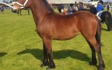 Welsh D Filly 9 months to reach 14.3hh on HorseYard.com.au (thumbnail)
