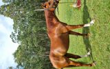 Loki Stock x TB on HorseYard.com.au (thumbnail)