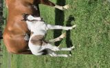 Lexi  on HorseYard.com.au (thumbnail)