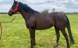 Black thoroughbred mare on HorseYard.com.au (thumbnail)