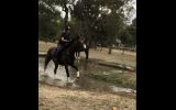 Thoroughbred Gelding on HorseYard.com.au (thumbnail)