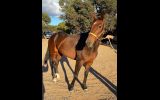 Sweet Bay Mare on HorseYard.com.au (thumbnail)