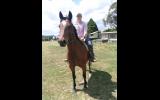 Stock horse on HorseYard.com.au (thumbnail)