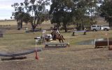 14.2hh 5y/o WB/TB Mare on HorseYard.com.au (thumbnail)