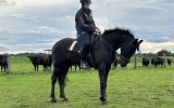 Retrained racehorses for sale on HorseYard.com.au (thumbnail)