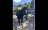 10 year old mare for sale on HorseYard.com.au (thumbnail)