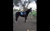 Beautiful Bling Gelding  on HorseYard.com.au (thumbnail)