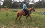 Project Pony  on HorseYard.com.au (thumbnail)