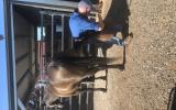 Buckskin Stockhorse  on HorseYard.com.au (thumbnail)