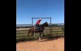 Rising 6-year-old QH Gelding  on HorseYard.com.au (thumbnail)