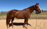 Rising 6-year-old QH Gelding  on HorseYard.com.au (thumbnail)