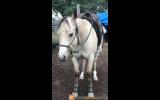 Qh filly on HorseYard.com.au (thumbnail)
