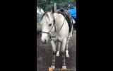 Qh filly on HorseYard.com.au (thumbnail)