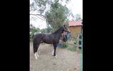 Beautiful Bling Gelding  on HorseYard.com.au (thumbnail)