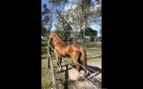 Free Companion Horse  on HorseYard.com.au (thumbnail)