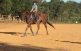 Talented Gelding on HorseYard.com.au (thumbnail)