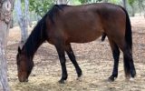 Standard Breed Gelding on HorseYard.com.au (thumbnail)