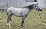 Section C mare on HorseYard.com.au (thumbnail)