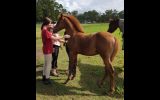 Purebred Arabian colt on HorseYard.com.au (thumbnail)