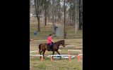 True Gentleman on HorseYard.com.au (thumbnail)