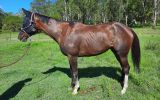 young OTTB mare with HUGE potential  on HorseYard.com.au (thumbnail)