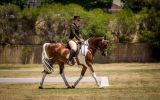 Arabec Azaar on HorseYard.com.au (thumbnail)