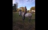 Super Pony Club/Interschools  Pony on HorseYard.com.au (thumbnail)