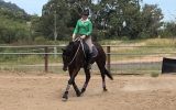 Super Quiet Little Mare on HorseYard.com.au (thumbnail)