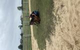 6 yr old riding pony mare on HorseYard.com.au (thumbnail)