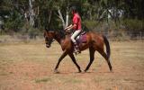 Quiet QH Gelding  on HorseYard.com.au (thumbnail)