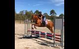 14.3hh 9yo Registered Riding Pony All-rounder performance pony on HorseYard.com.au (thumbnail)