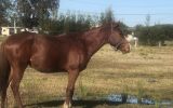 Flashy chestnut gelding on HorseYard.com.au (thumbnail)