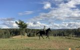 Stock horse Gelding on HorseYard.com.au (thumbnail)