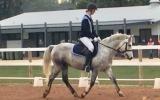 Super Pony Club/Interschools  Pony on HorseYard.com.au (thumbnail)